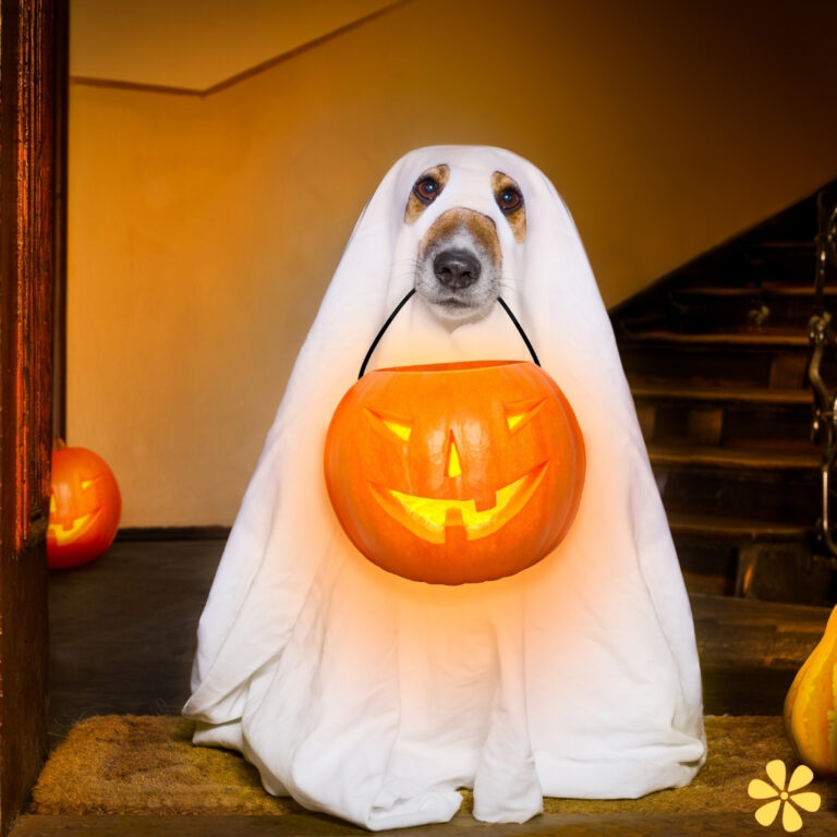 Dog Halloween Instagram Captions