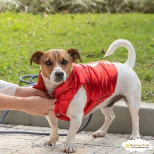 167+ Top Dress Up Your Pet Day Quotes for Celebrating Your Furry Friend