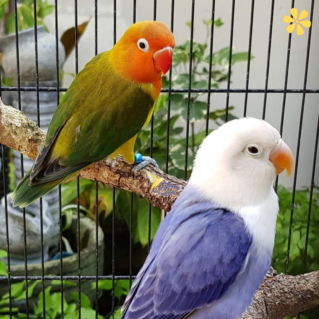 Love Birds Caption For Instagram