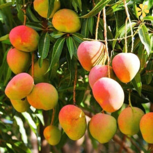 200+ Mango Captions For Instagram That Are Perfectly Sweet y