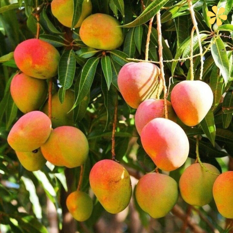 Mango Captions For Instagram