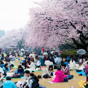 200+ National Cherry Blossom Festival Captions for Spring Photos y