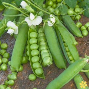 200+ Pea Puns Quotes to Make You Smile and Share y