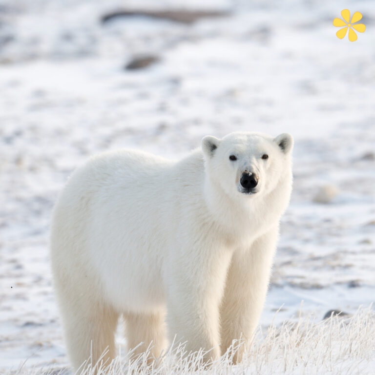 Polar Bear Day Quotes
