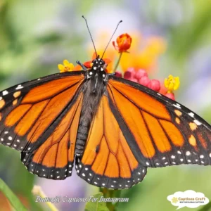 135+ Cute Butterfly Captions For Instagram And Quotes To Brighten Your Feed