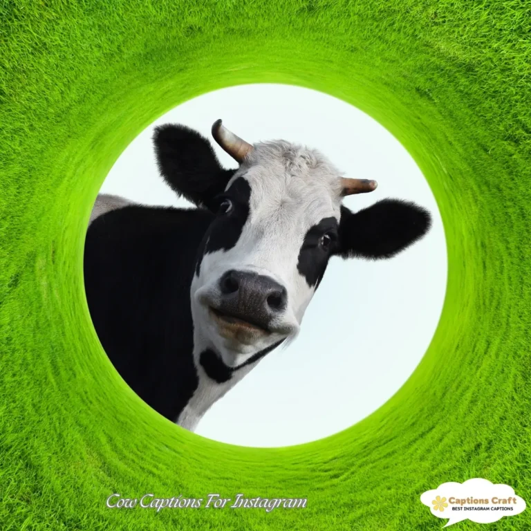 Cow Captions For Instagram