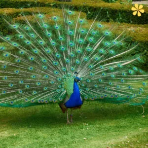 135+ Radiant Peacock Captions For Instagram and Quotes to Shine Bright
