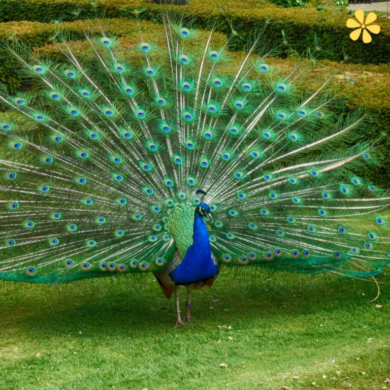 Peacock Captions For Instagram