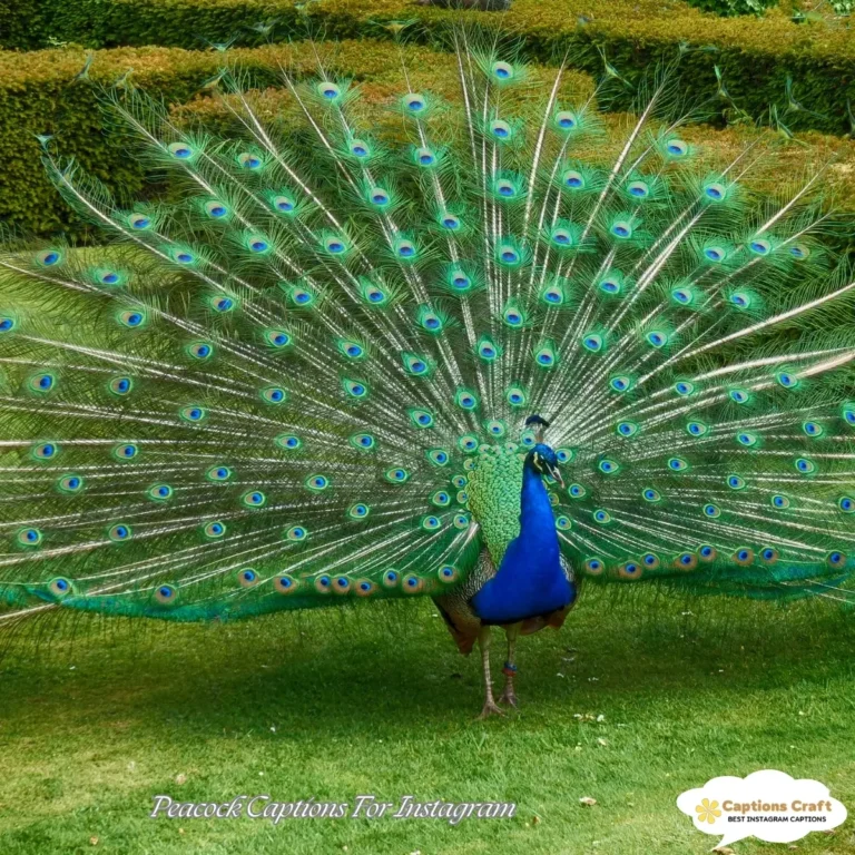 Peacock Captions For Instagram