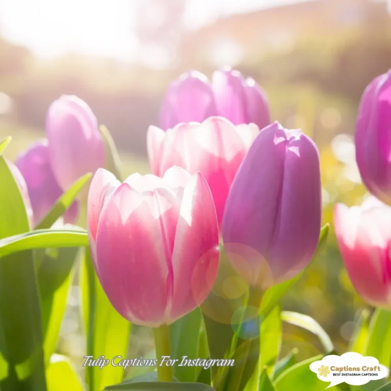 Tulip Captions For Instagram