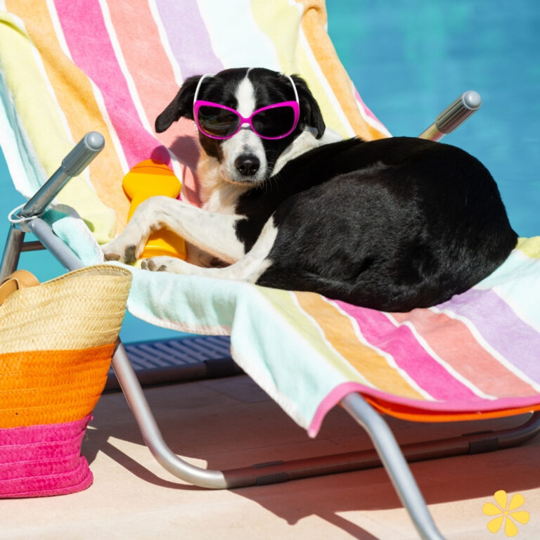 Funny Animals With Captions