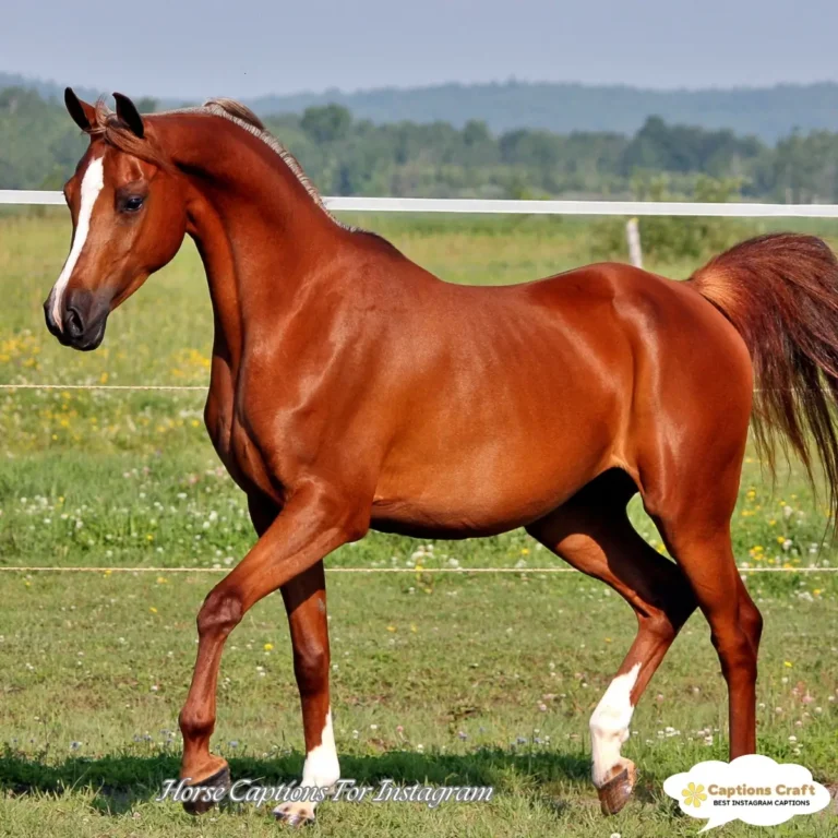 137+ Inspiring Horse Captions For Instagram And Quotes to Share Your Equestrian Journey