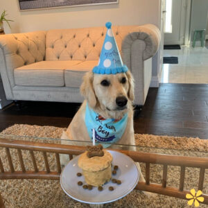 200+ Dog Birthday Captions Instagram to Celebrate Your Pup’s Special Day y
