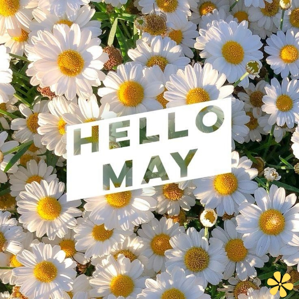200+ May Captions Instagram for Spring Vibes and Sunshine Moments to Share y 7 May Captions Instagram