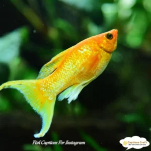 129+ Catchy Fish Captions For Instagram And Quotes That Make Waves and Hook Followers