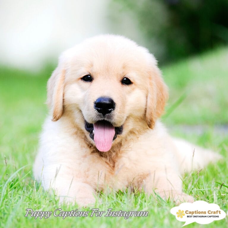 Puppy Captions For Instagram